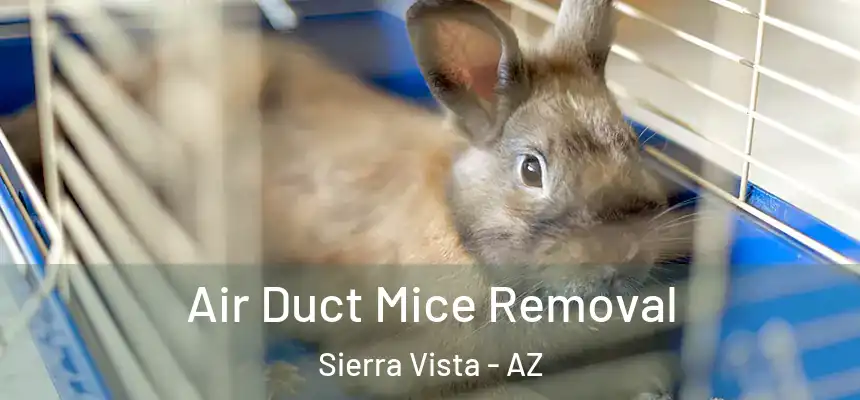  Air Duct Mice Removal Sierra Vista - AZ